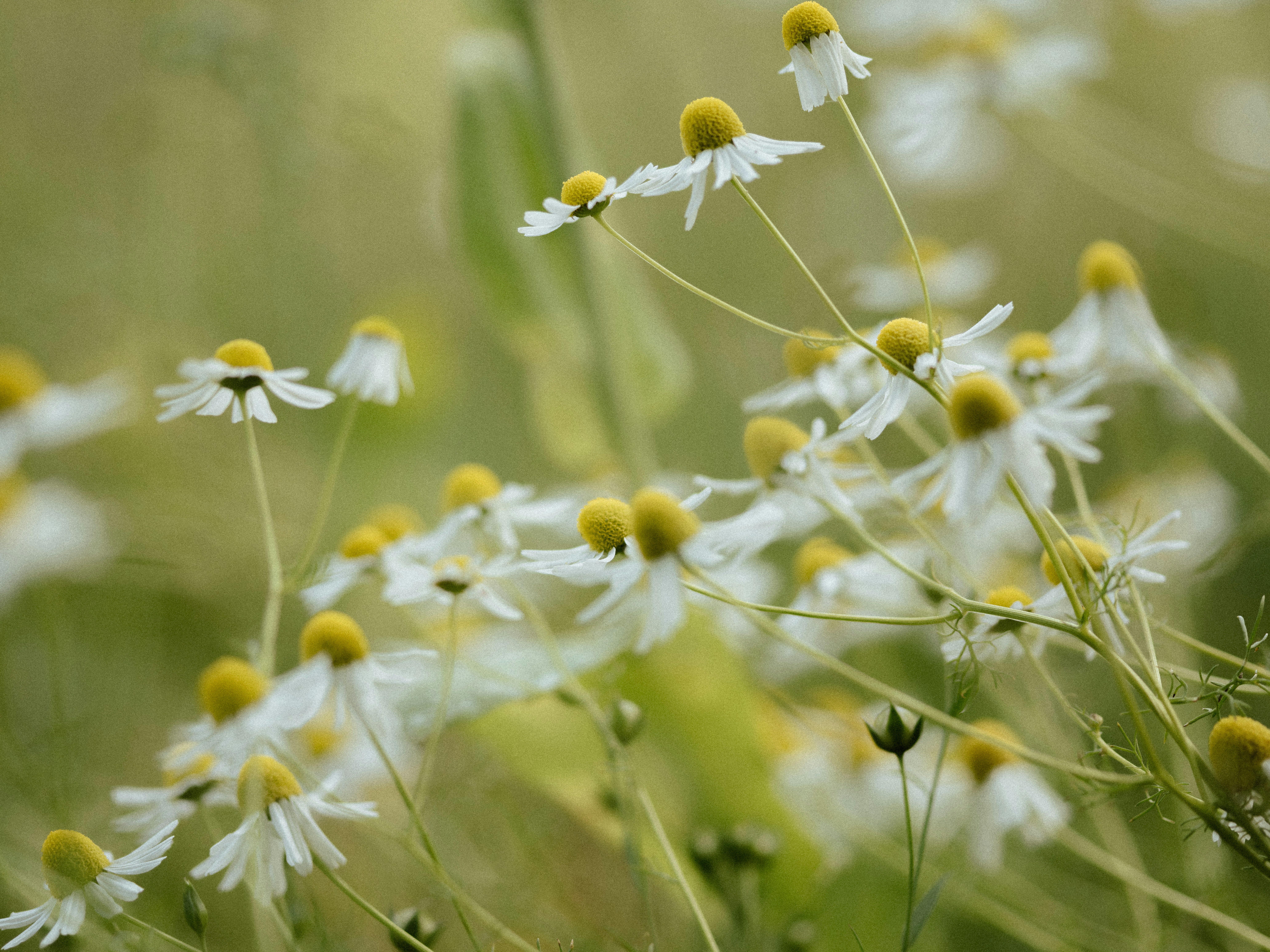 Photo by anniespratt