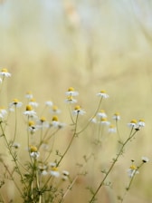 A cluster of chamomile flowers with white petals and yellow centers against a blurred, light background. The delicate flowers are thin and tall, with feathery green foliage at the base.