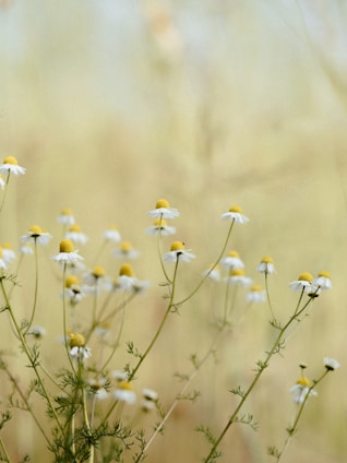 A cluster of chamomile flowers with white petals and yellow centers against a blurred, light background. The delicate flowers are thin and tall, with feathery green foliage at the base.