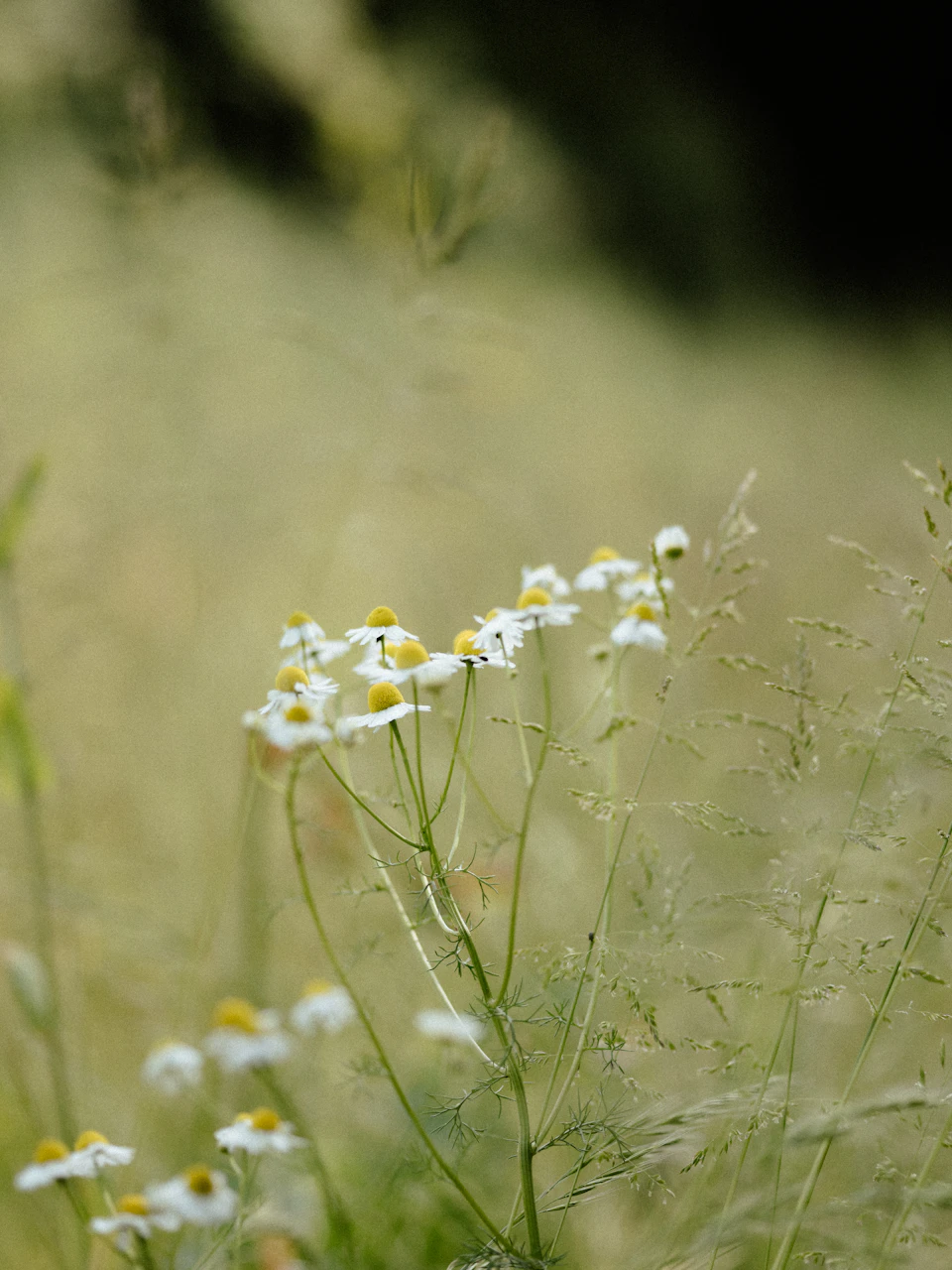 Tall chamomile flowers with yellow centers and green leaves bloom in a brown field
