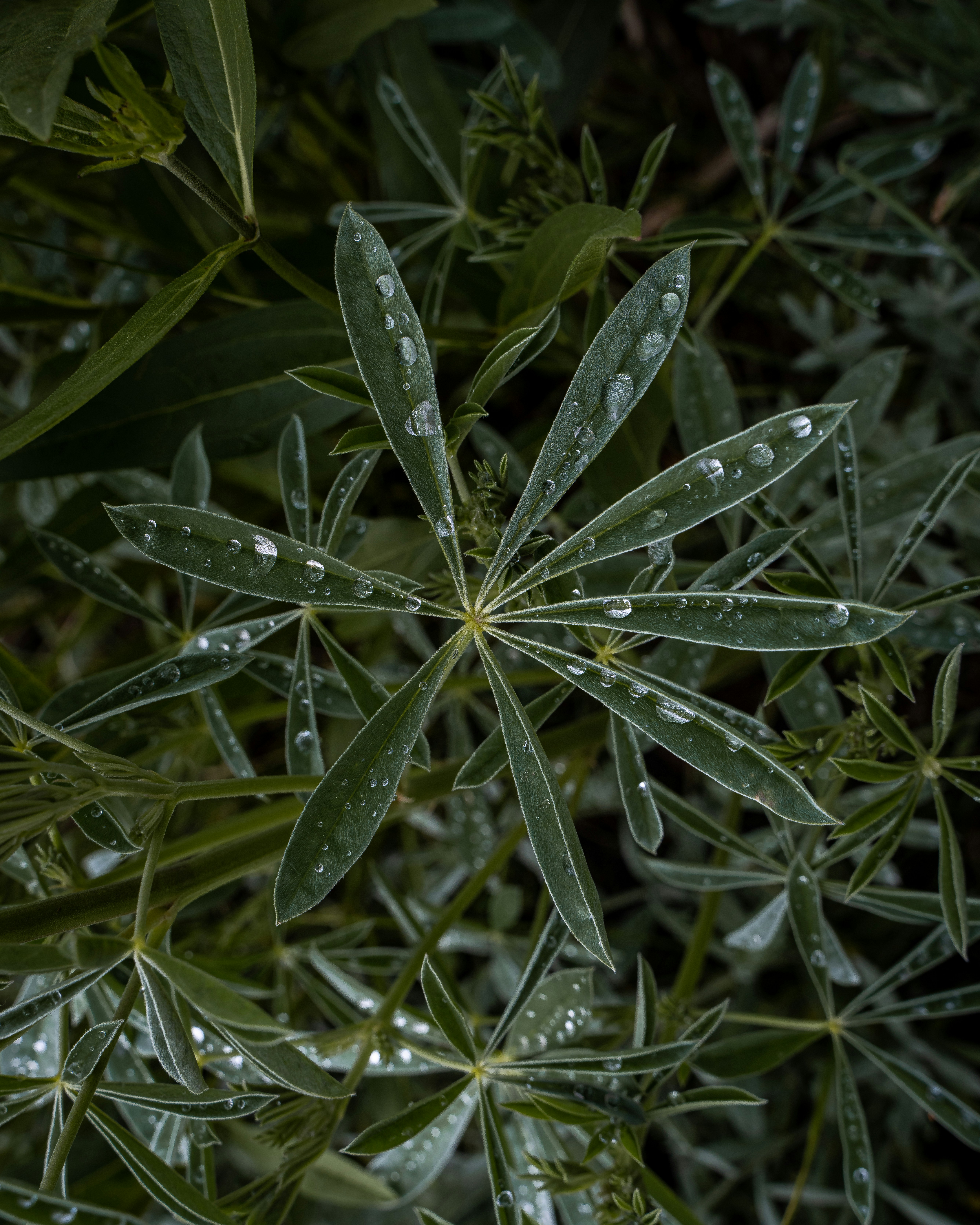 a close up of a plant with drops of water on it