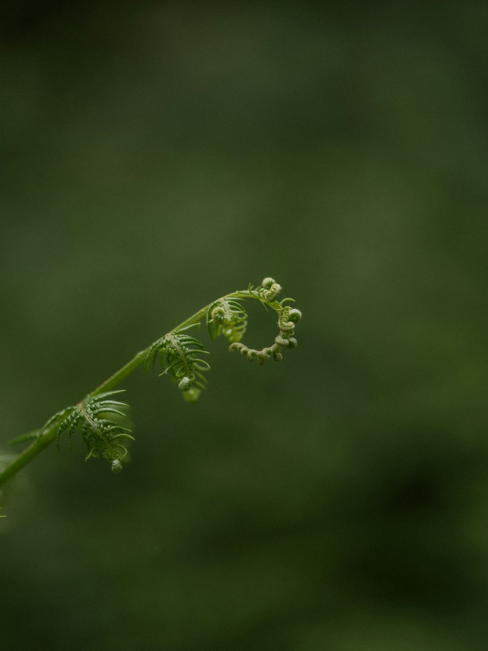 um close up de uma planta com um fundo desfocado