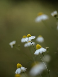 Chamomile flowers with white petals and yellow centers gently sway on slender green stems against a soft, blurred green background. The image captures a serene, natural setting with a focus on the floral elements.
