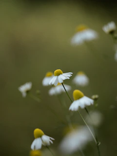 A serene close-up of chamomile flowers softly lit by golden-hour light, with delicate olive leaves weaving through.