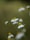 Chamomile flowers with white petals and yellow centers gently sway on slender green stems against a soft, blurred green background. The image captures a serene, natural setting with a focus on the floral elements.