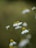 Chamomile flowers with white petals and yellow centers gently sway on slender green stems against a soft, blurred green background. The image captures a serene, natural setting with a focus on the floral elements.