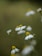 Chamomile flowers with white petals and yellow centers gently sway on slender green stems against a soft, blurred green background. The image captures a serene, natural setting with a focus on the floral elements.