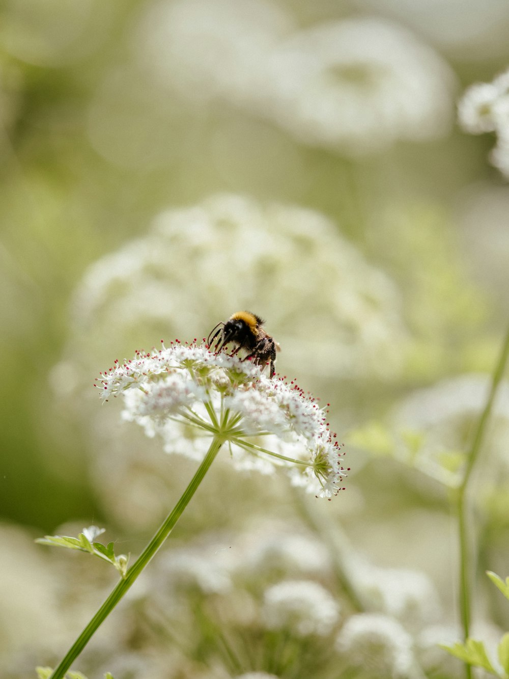 a bee sitting on top of a white flower