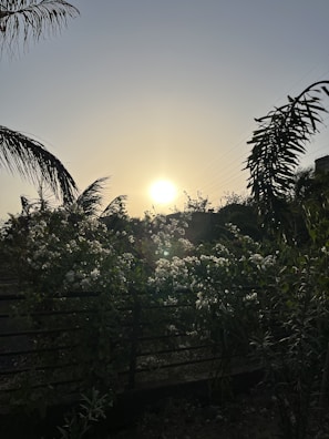 Sunset casting warm light over a peaceful garden patio with Mediterranean plants.