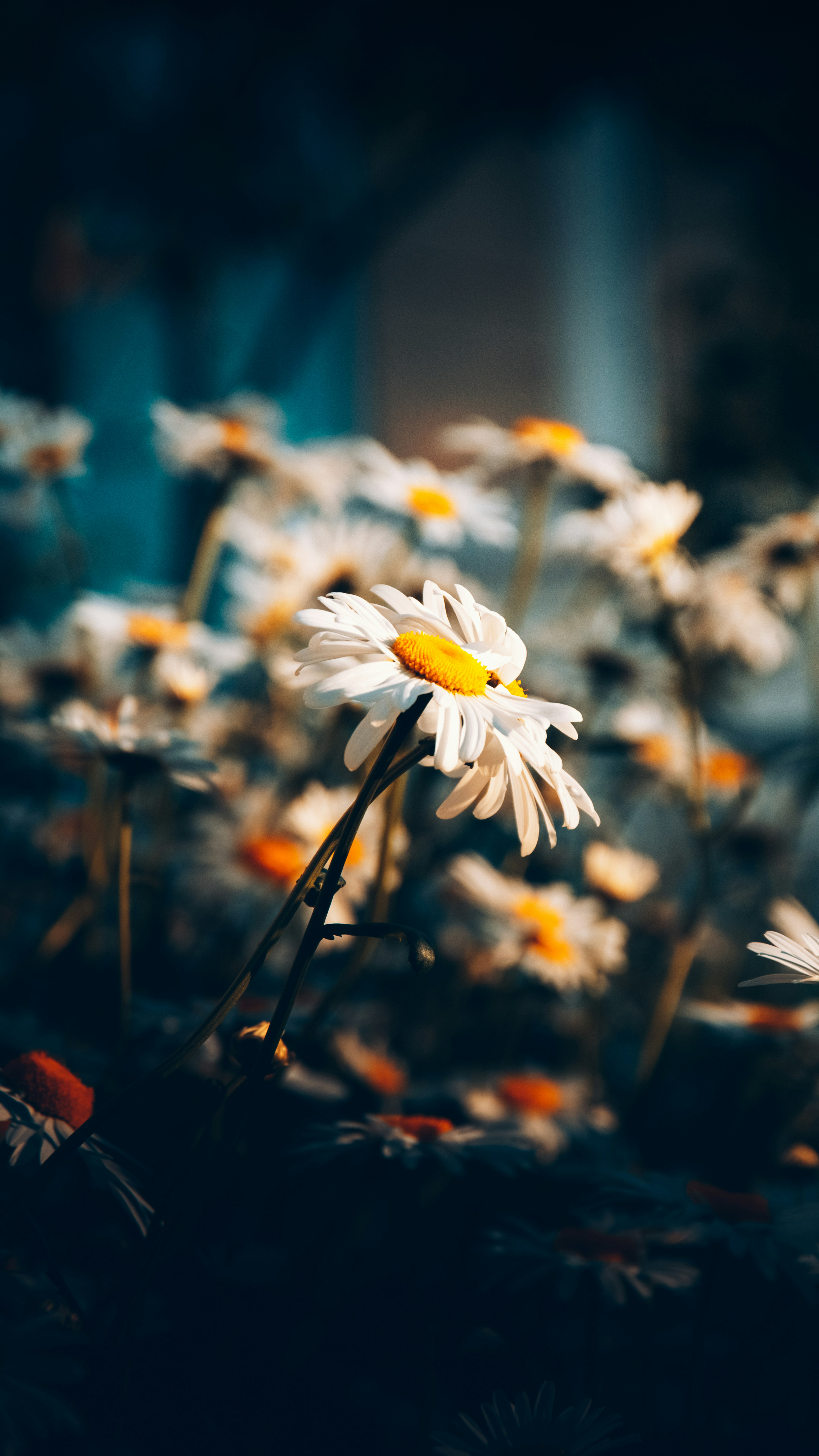 Photo by impermanent