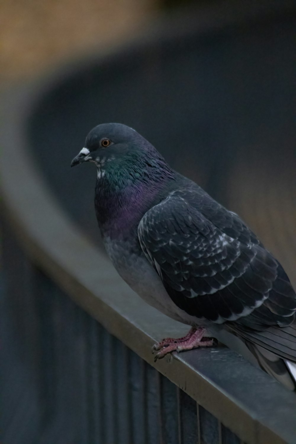 a pigeon is sitting on a metal rail