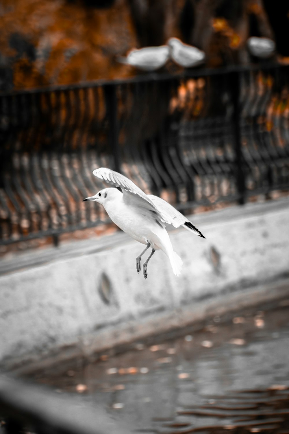 a bird flying over a body of water