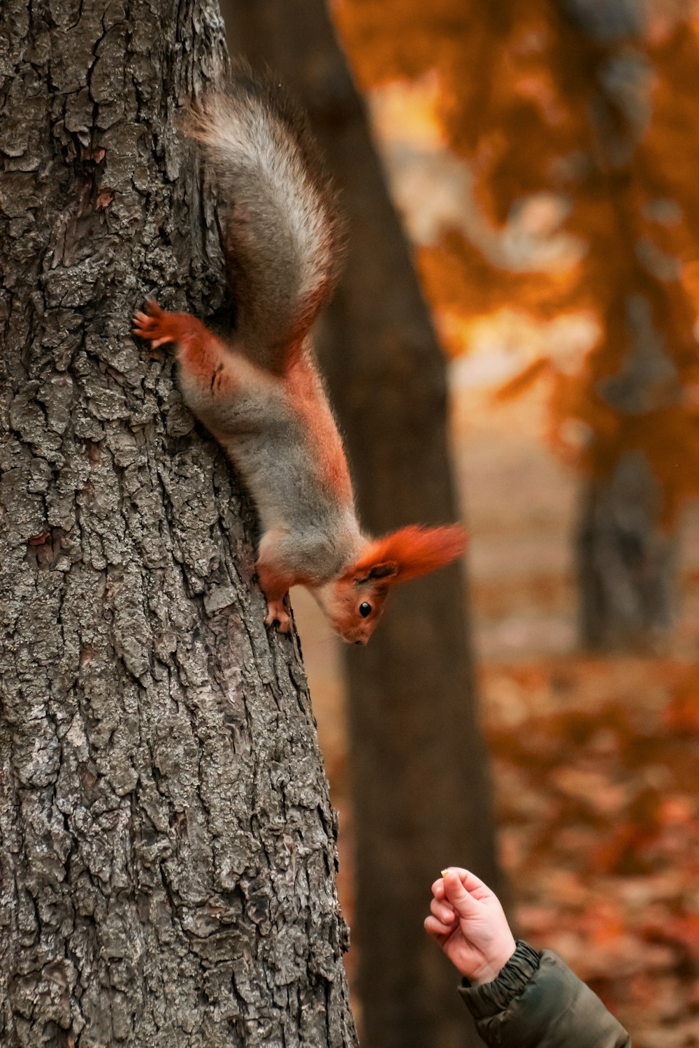 a person reaching up to a tree with a squirrel on it