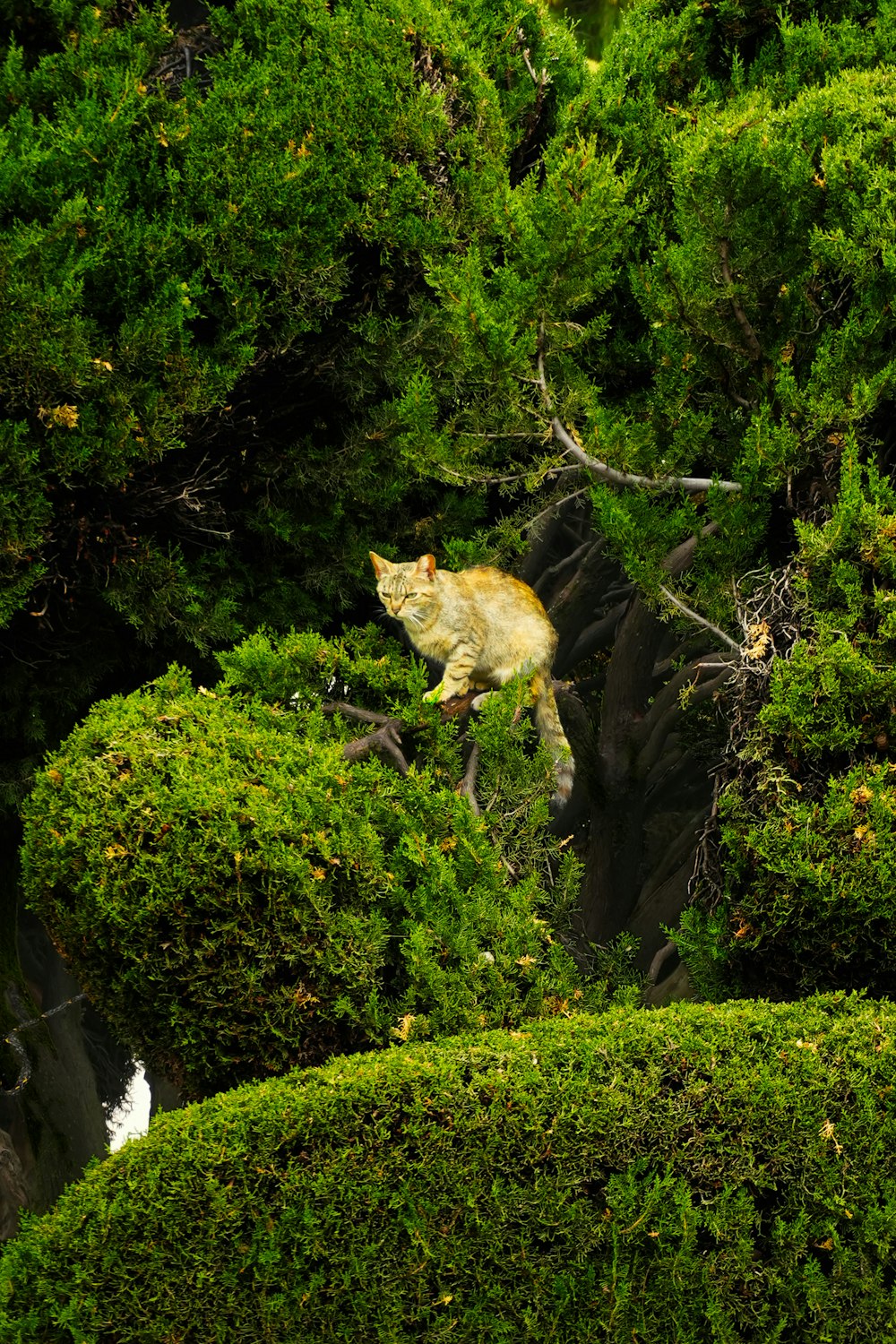 a cat sitting on top of a lush green tree