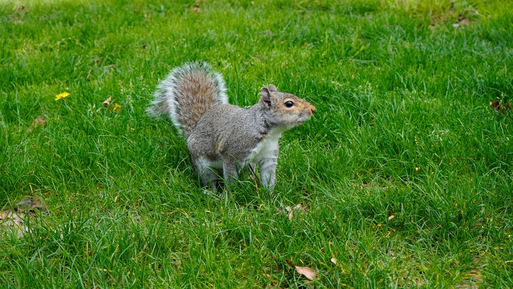 a squirrel standing on top of a lush green field