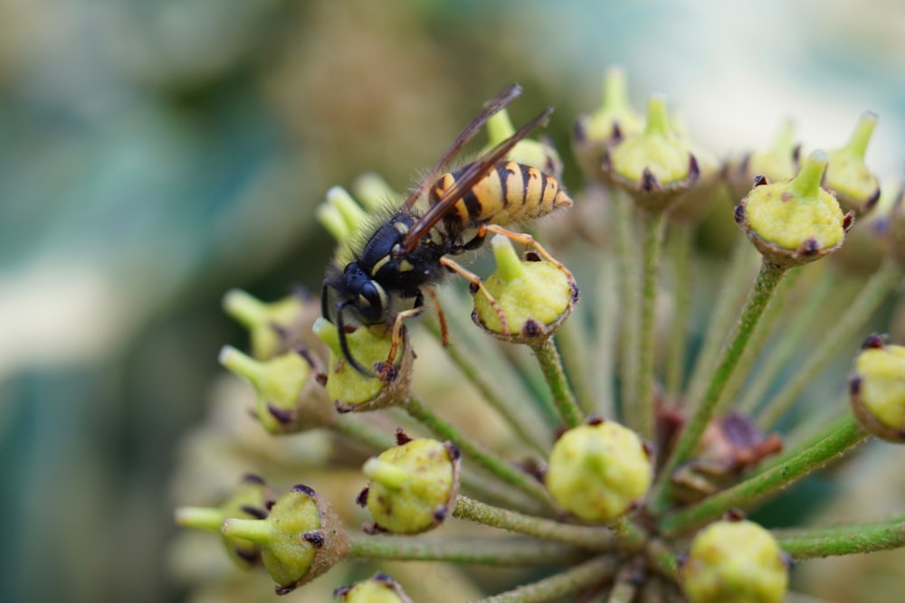 a close up of a bee on a flower