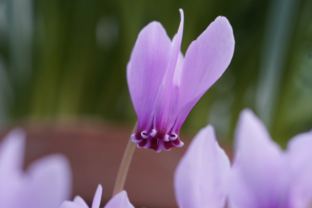 Un primer plano de una flor púrpura en una maceta