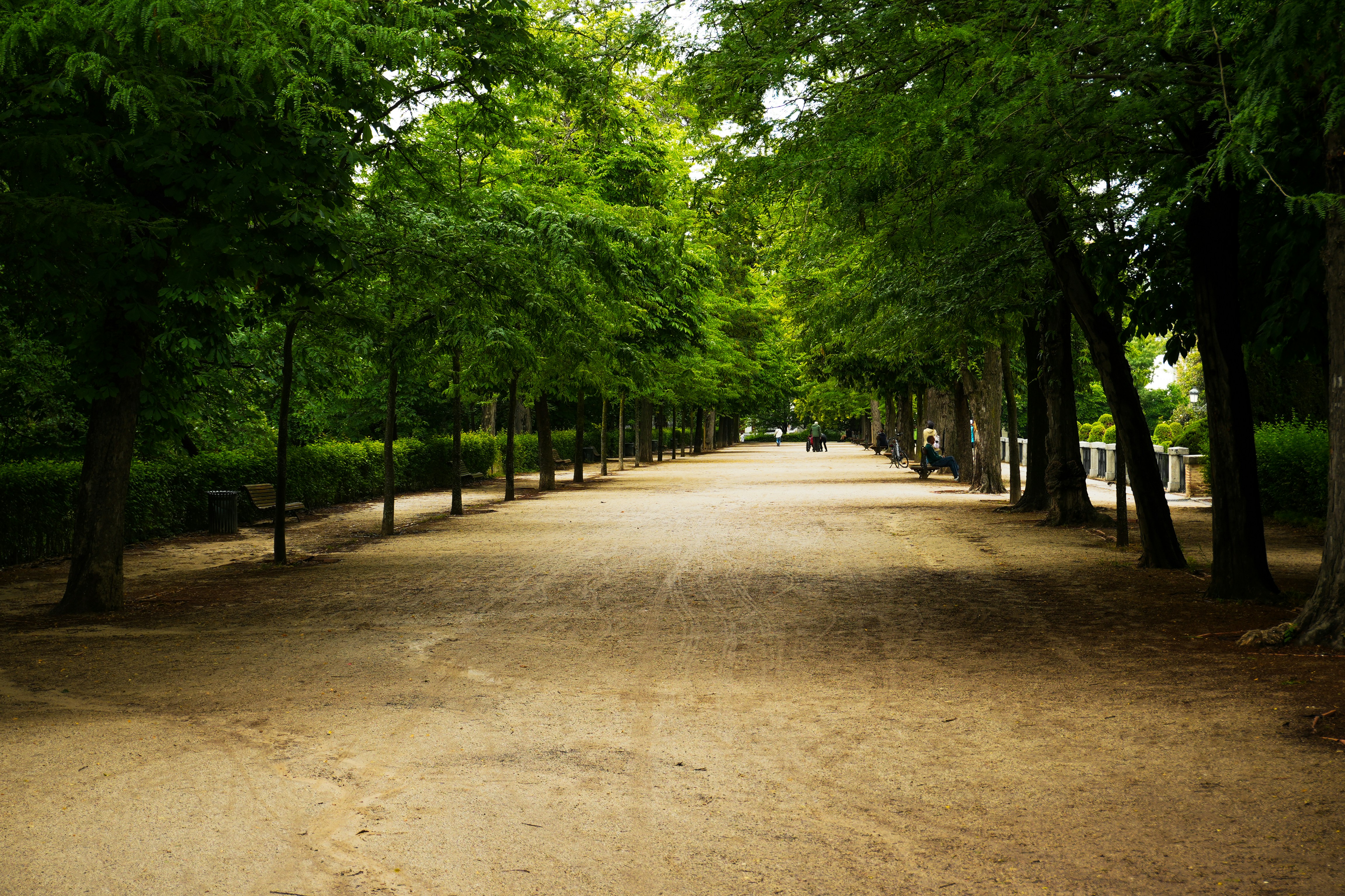 a dirt road lined with trees and benches