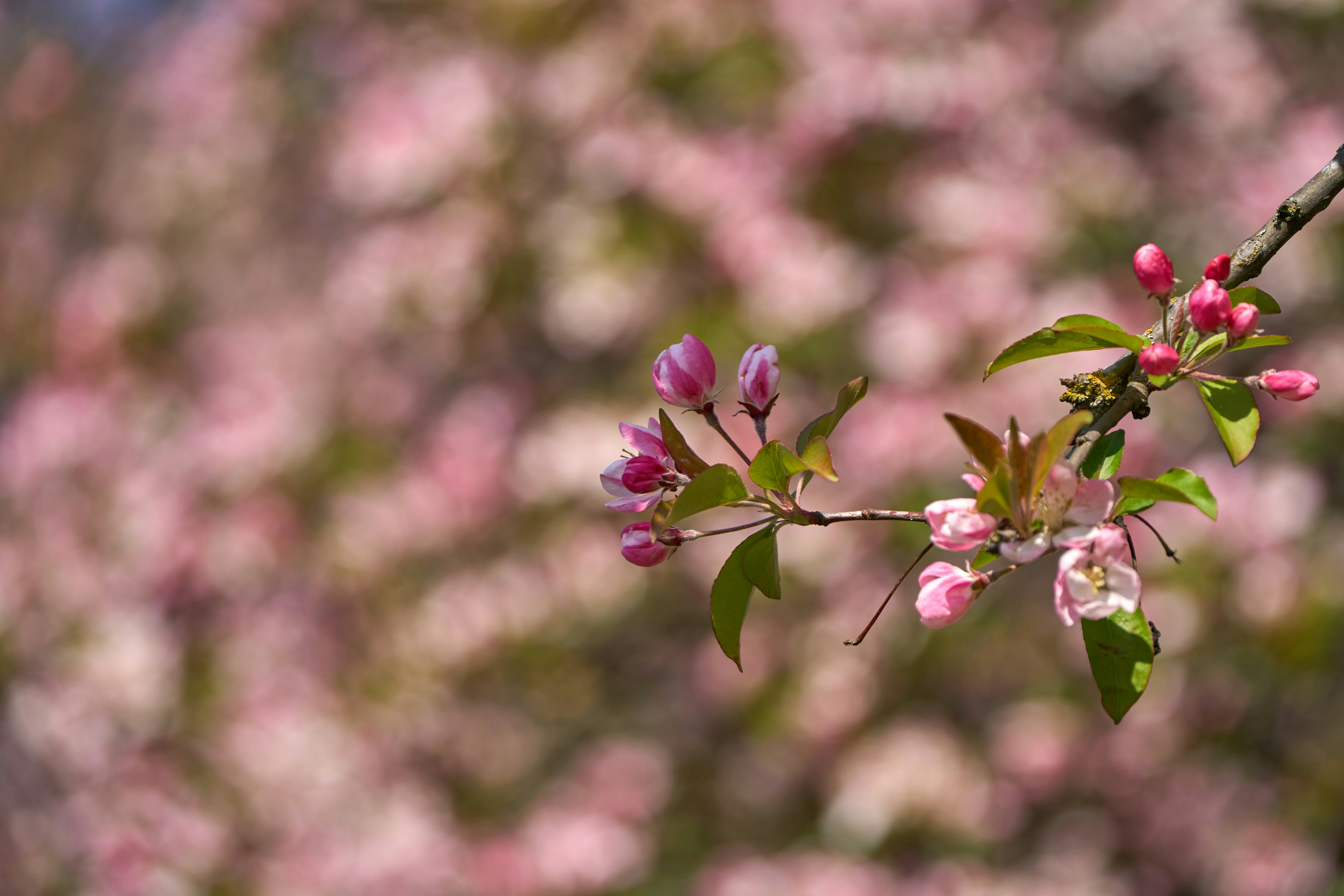 Photo by wolfgang_hasselmann