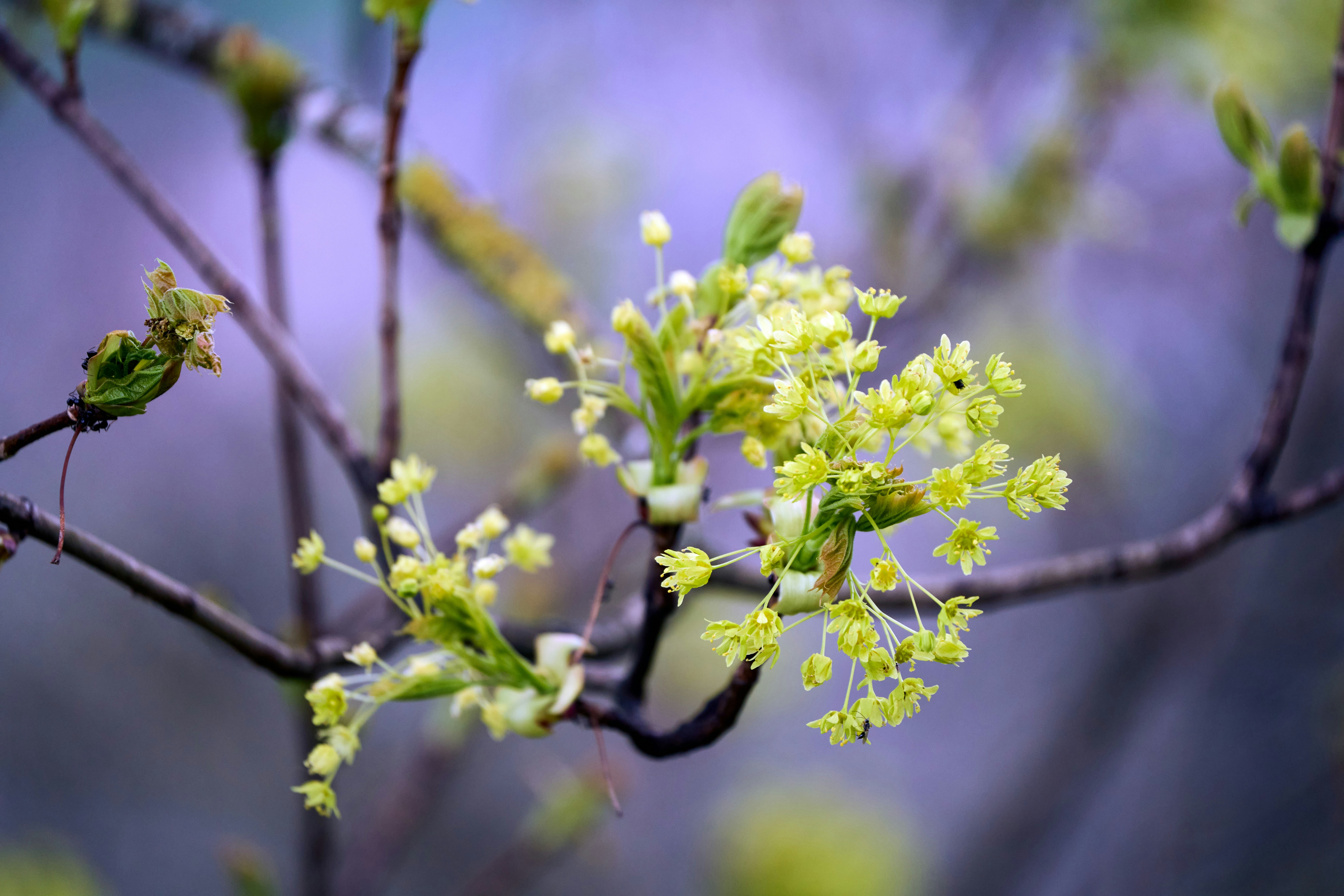 Photo by wolfgang_hasselmann