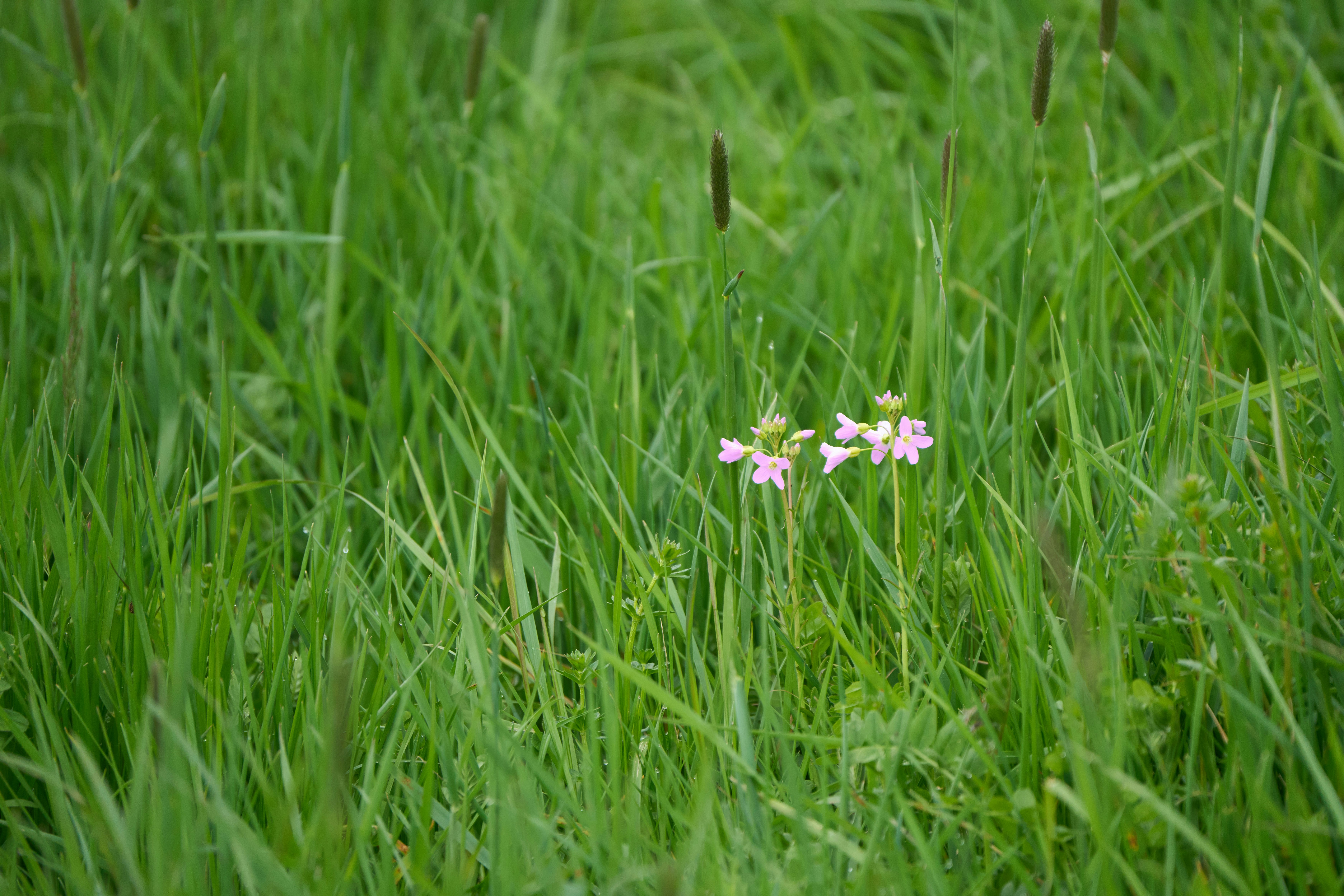 Photo by wolfgang_hasselmann