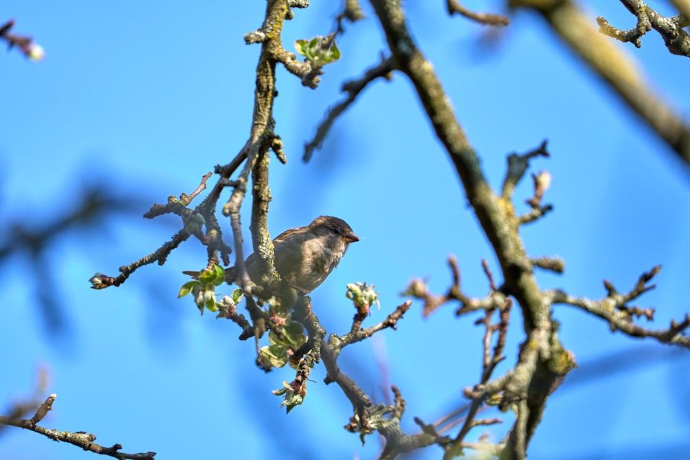 a small bird sitting on a branch of a tree