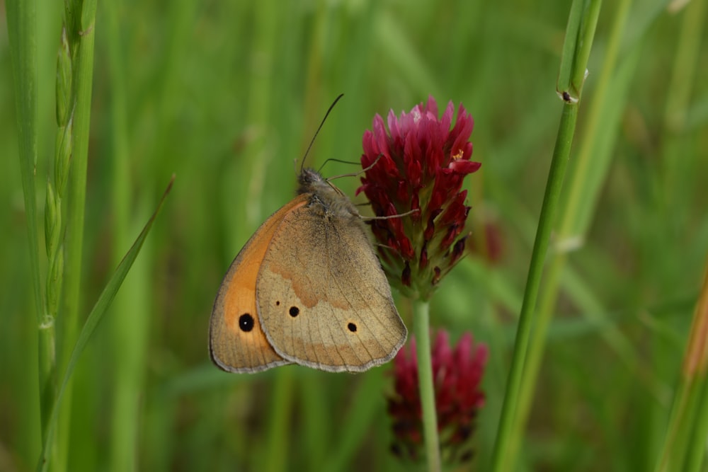 a small brown butterfly sitting on top of a red flower