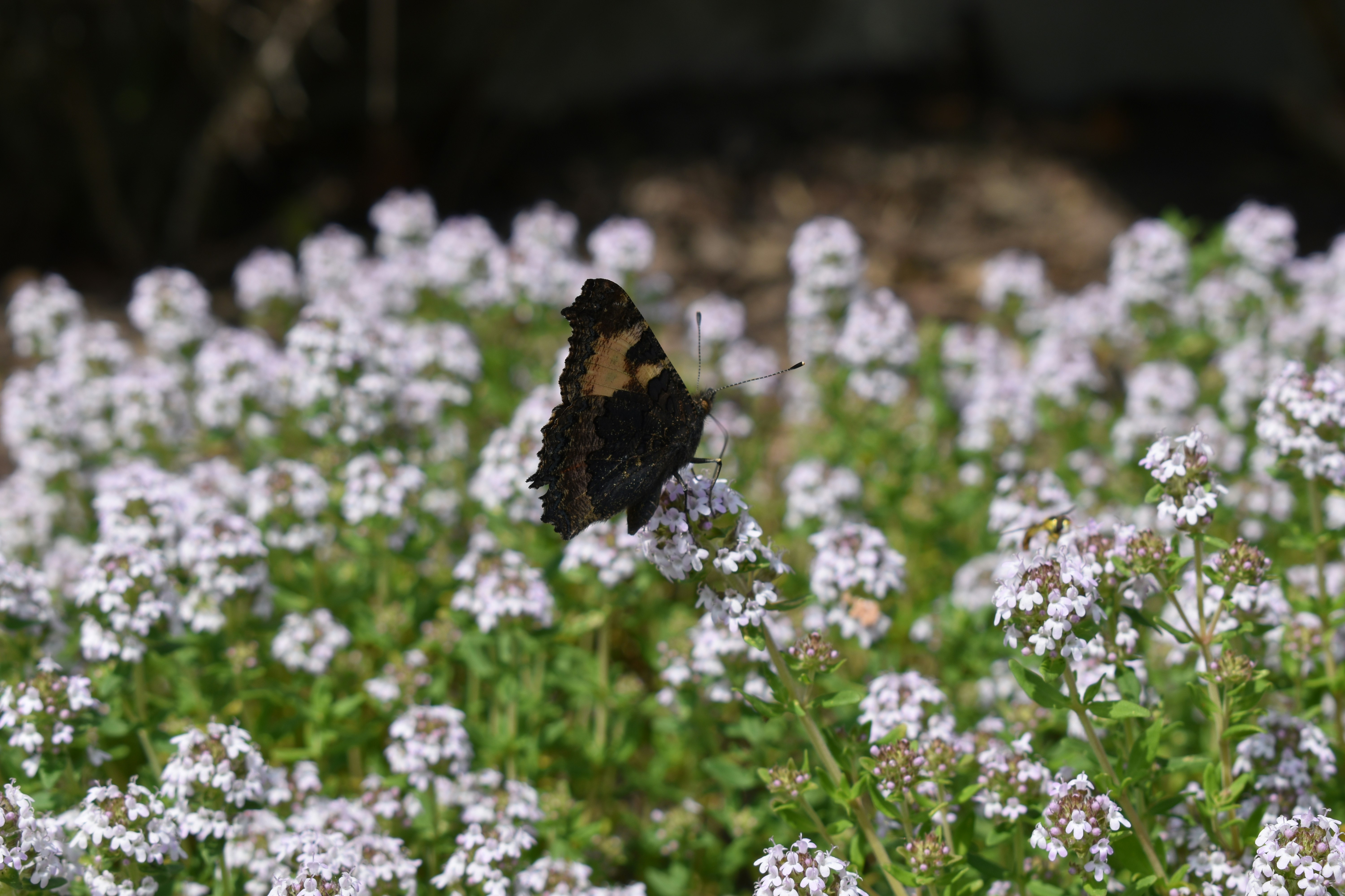 Photo by ninaelisereiter