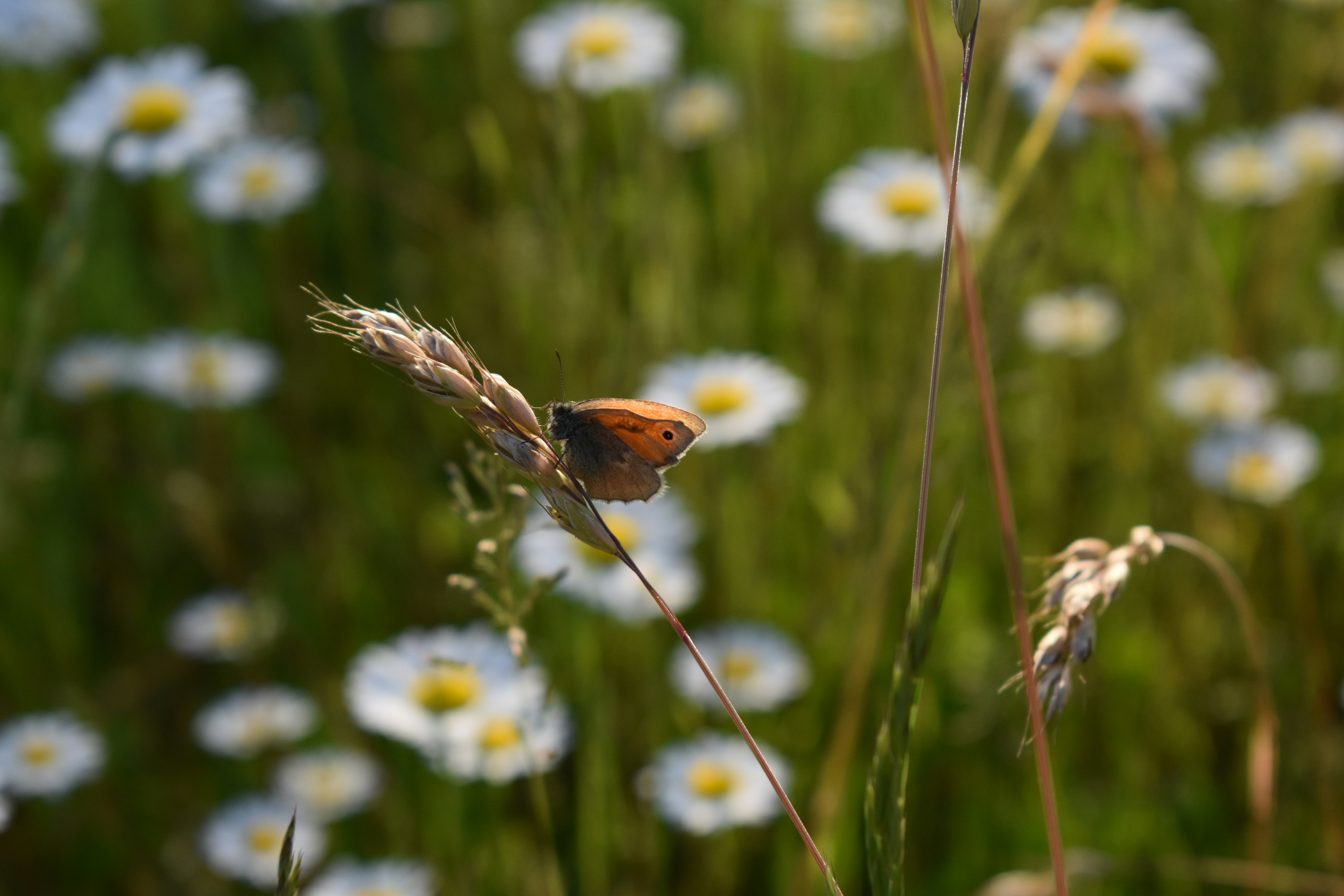 Photo by ninaelisereiter