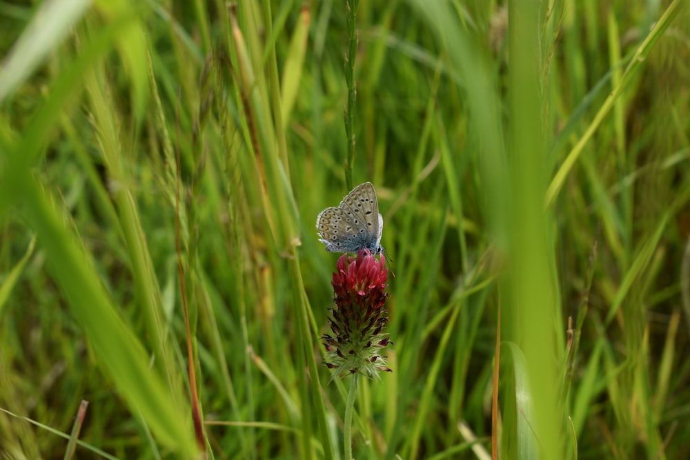 a small blue butterfly sitting on top of a red flower