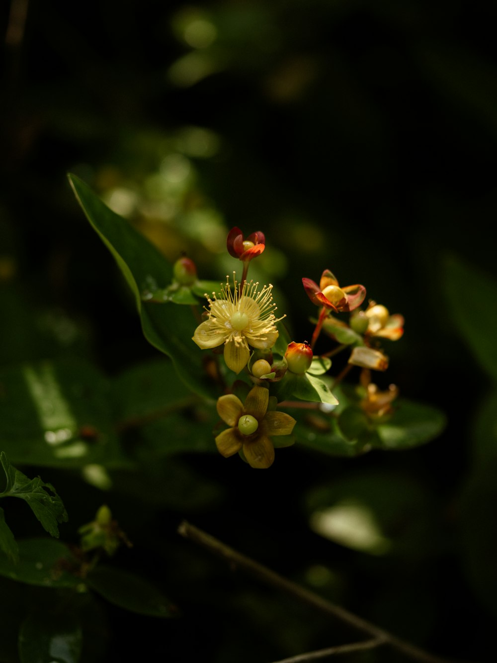 a close up of a flower on a plant