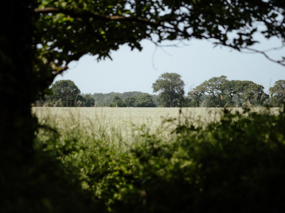 a field of grass with trees in the background