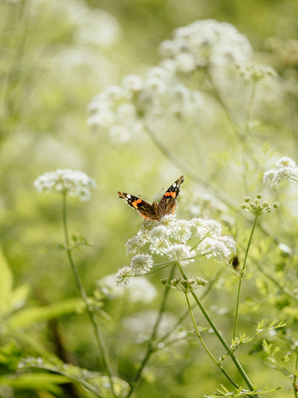 a butterfly sitting on top of a white flower