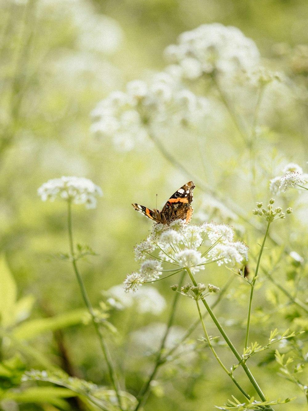 a butterfly sitting on top of a white flower