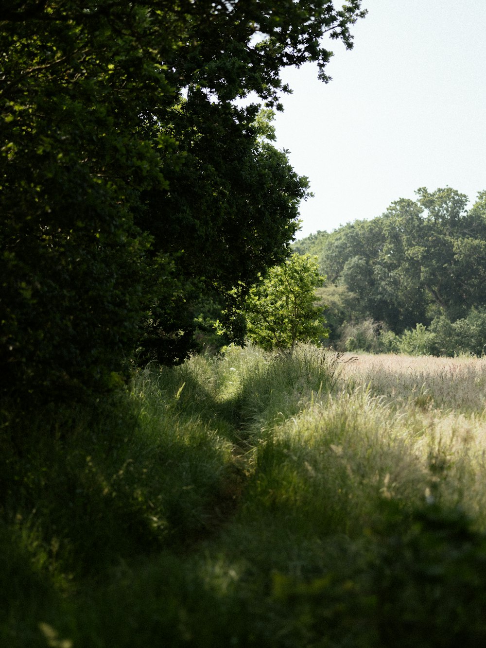 a path through a field with trees and grass