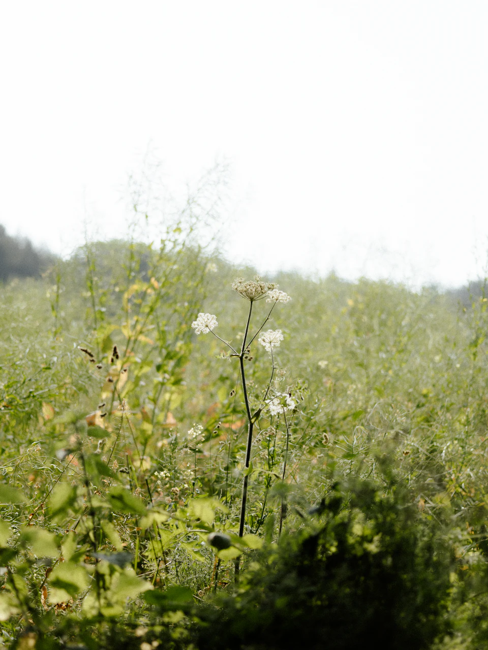The image depicts a field with tall grass and wildflowers, including white flowers that are the main focus. The perspective is from ground level, looking up at the flowers against a hazy sky backdrop. The colors in the image are predominantly green and brown, creating a natural and serene atmosphere.