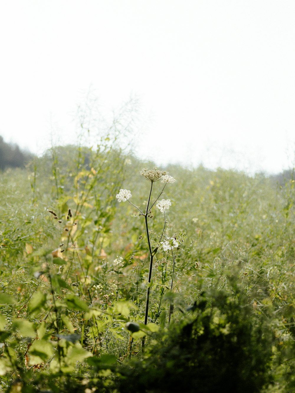 a field full of tall grass and white flowers