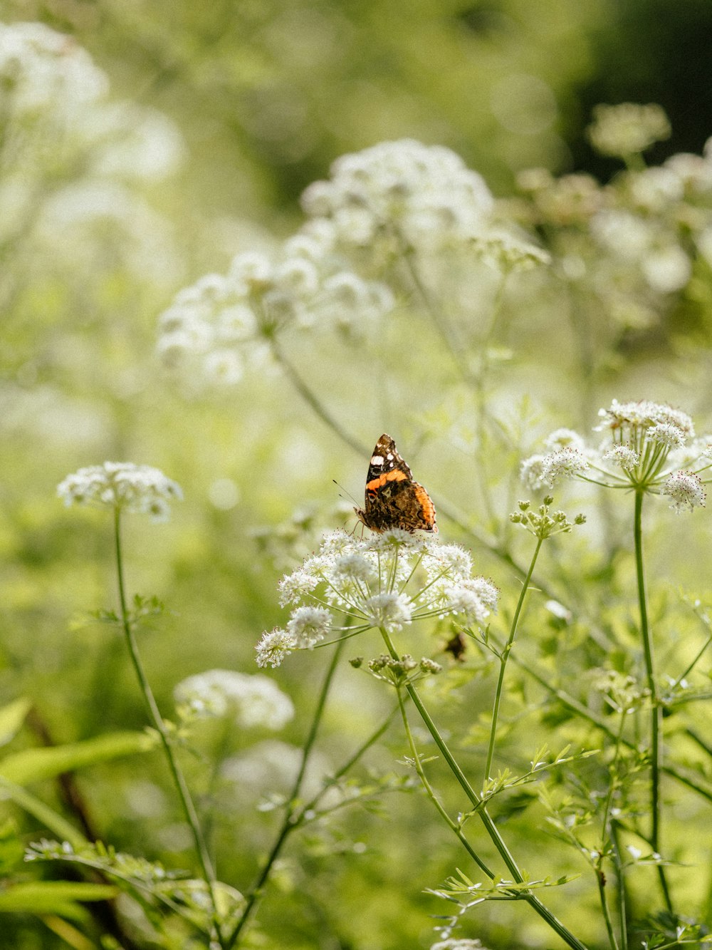 a small orange and black insect sitting on a white flower