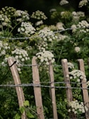 A quiet corner of the ranch with natural wooden fences and wildflowers.