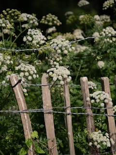 A rustic wooden fence bordering a patch of wildflowers and herbs