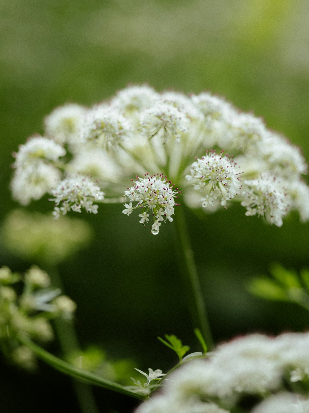 a close up of a white flower in a field