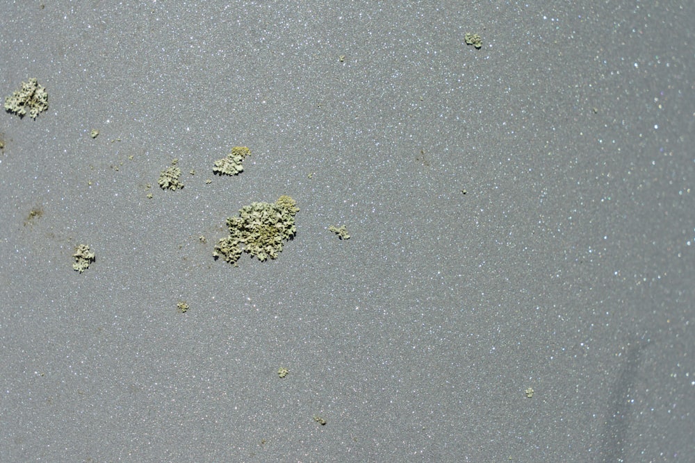 a close up of a sand and sand dollar on a beach