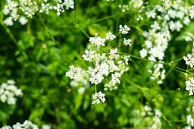 Delicate white flowers cluster together against a lush green background, with some stems and leaves visible. The scene captures a sense of natural abundance and fresh growth.