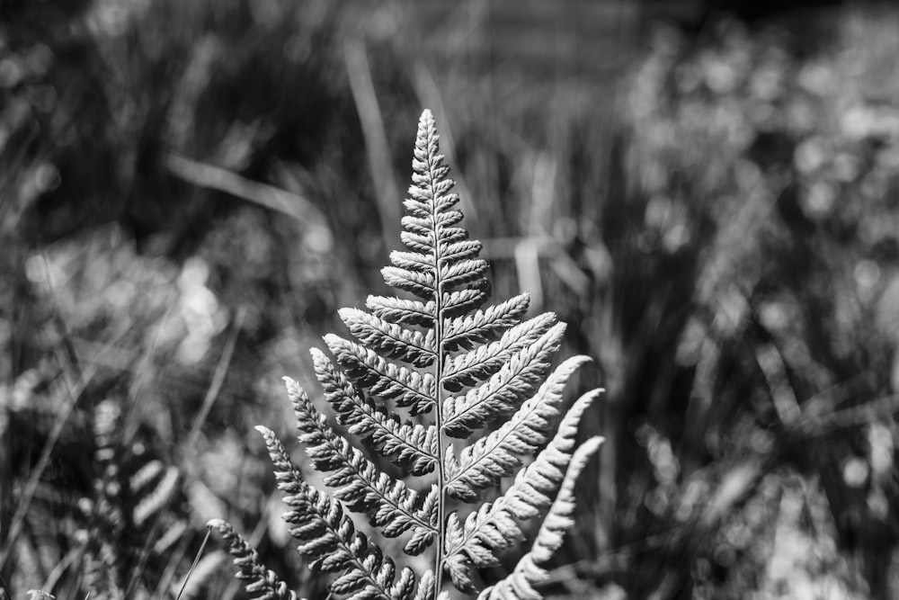 a black and white photo of a fern