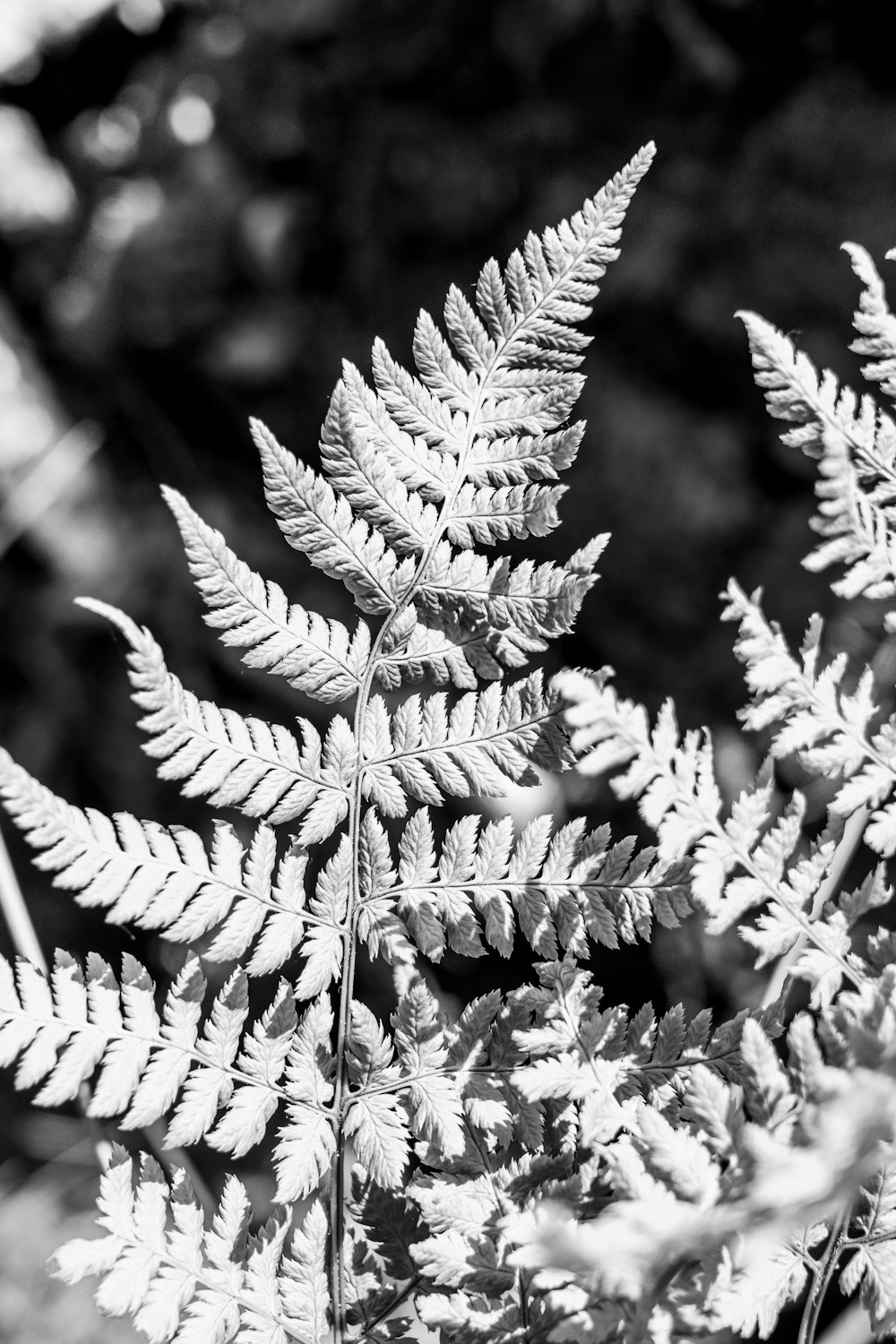 a black and white photo of a fern