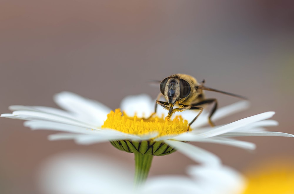 a bee sitting on top of a white flower