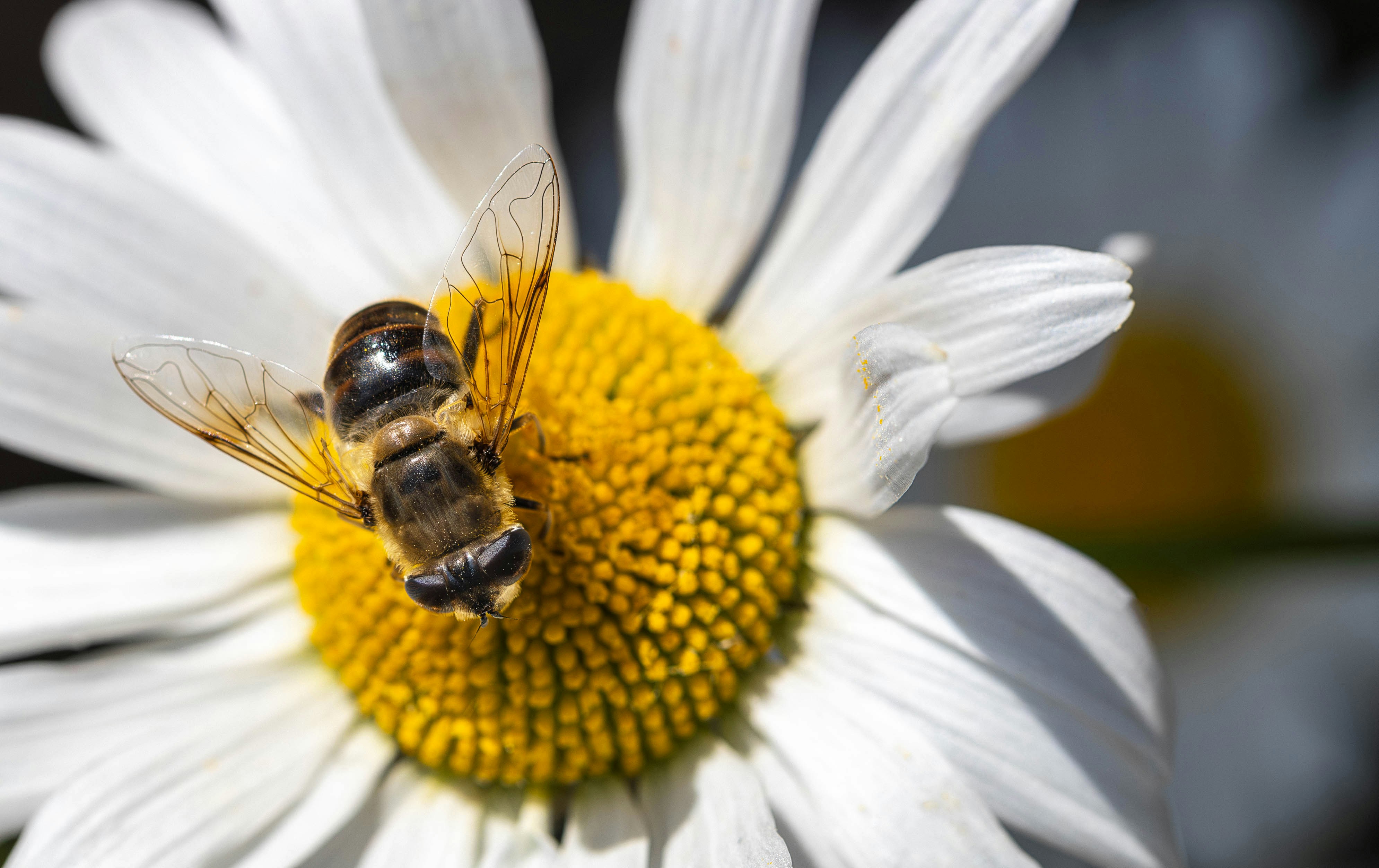 a close up of a bee on a flower
