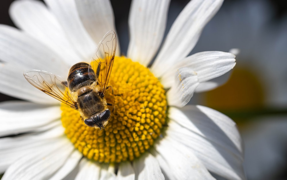 a close up of a bee on a flower