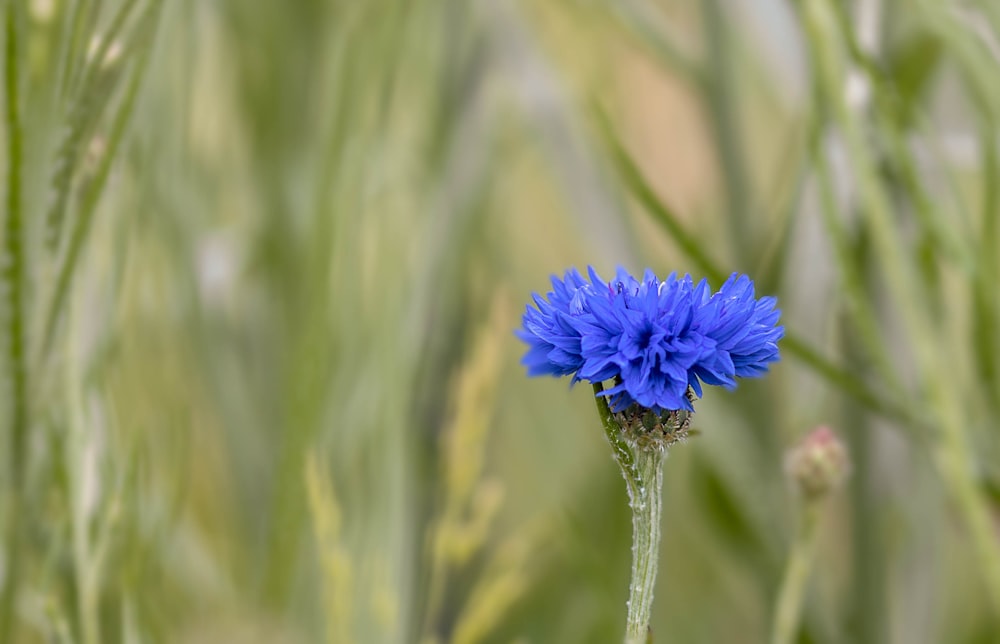 a blue flower in a field of green grass