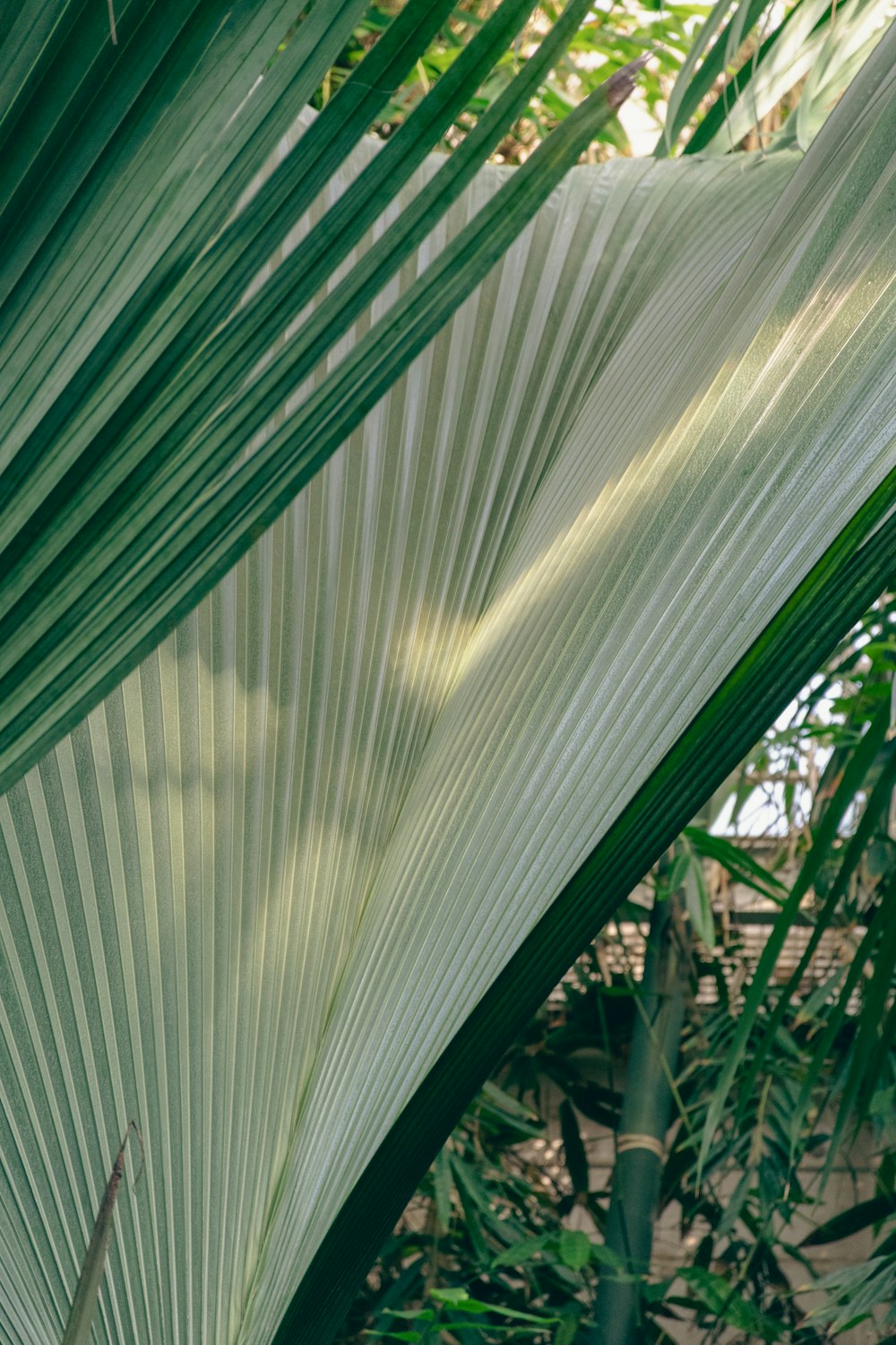 a close up of a large green leaf